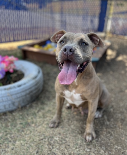 Lilibeth, a Pit Bull Terrier, available for adoption