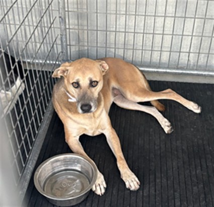 Lacy, a Pit Bull Terrier, available for adoption