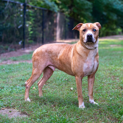 Anubis, a American Staffordshire Terrier (mix breed), available for adoption