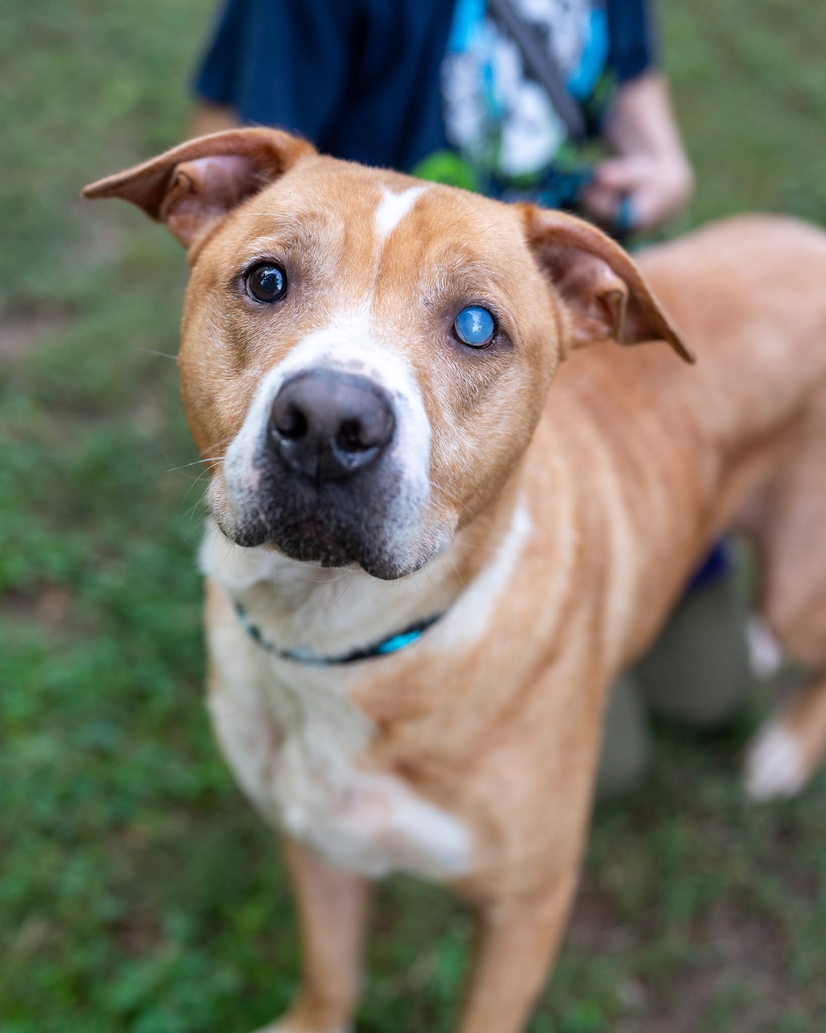 Anubis, a American Staffordshire Terrier (mix breed), available for adoption