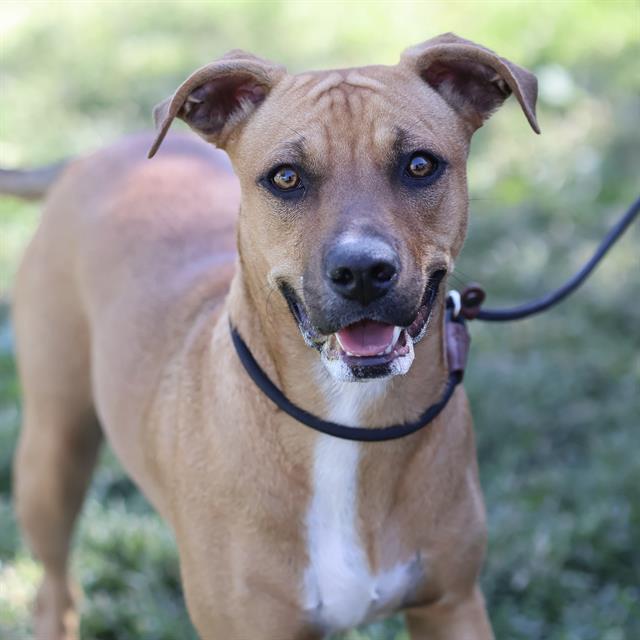 Chotsy, a Pit Bull Terrier, available for adoption