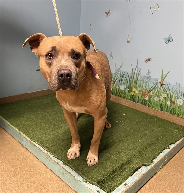 Miko, a Bullmastiff, available for adoption