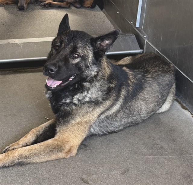 Dani Boy, a German Shepherd (mix breed), available for adoption