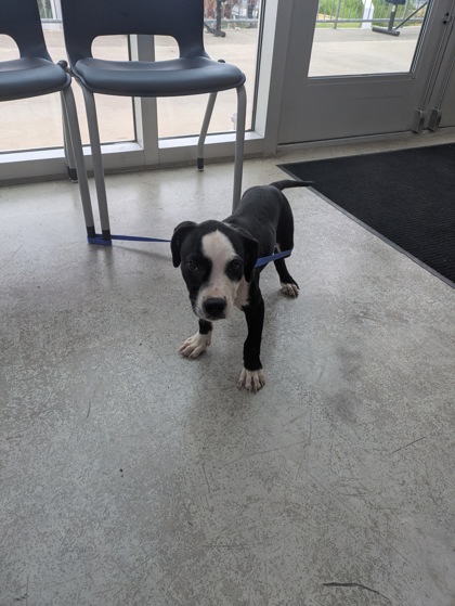 Gertie, a Pit Bull Terrier, available for adoption