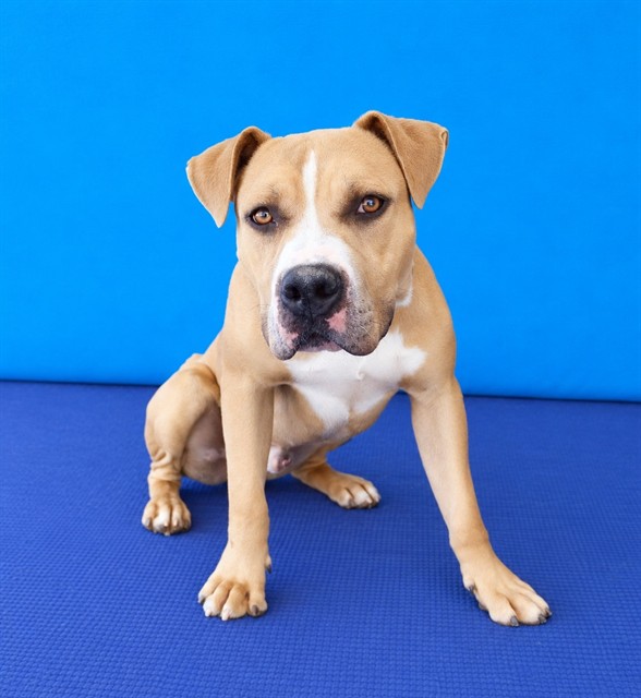 Boo Boo, a American Staffordshire Terrier, available for adoption