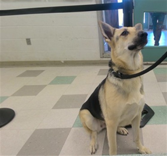 Violet, a German Shepherd, available for adoption