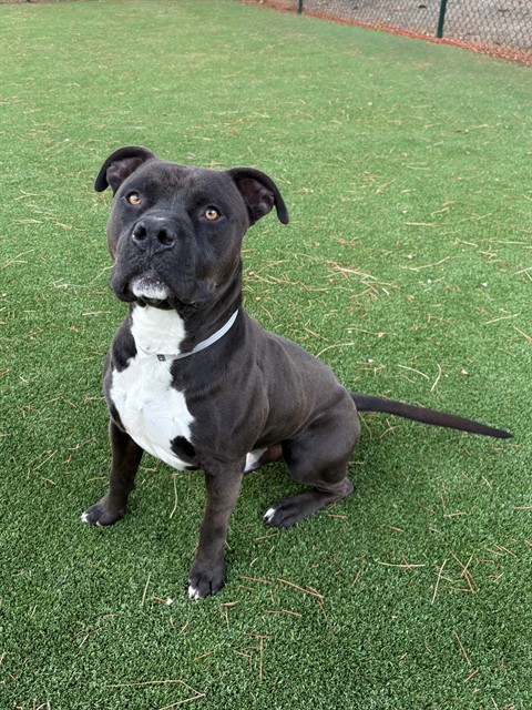 James, a Pit Bull Terrier, available for adoption