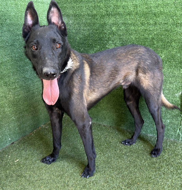 Shadow, a Belgian Shepherd Malinois, available for adoption