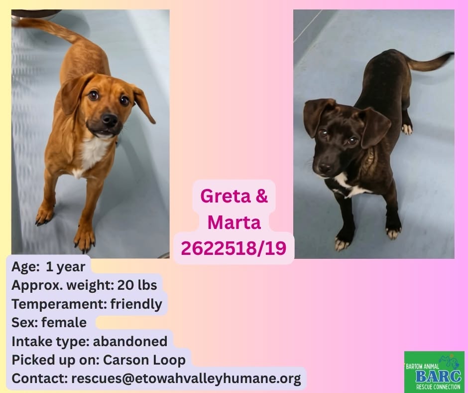 Greta And Marta, a Retriever, available for adoption