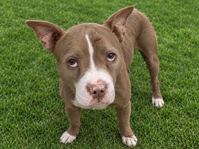 Reaper, a Bullmastiff, available for adoption