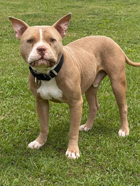 Reaper, a Bullmastiff, available for adoption