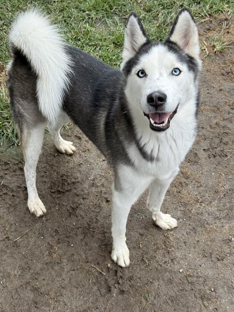 Tanner, a Siberian Husky, available for adoption
