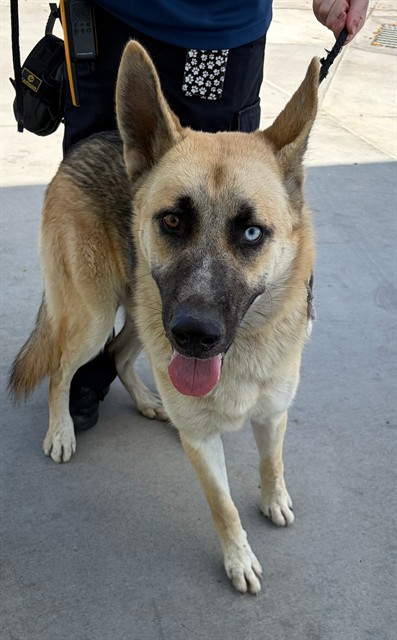 Rocky, a German Shepherd, available for adoption