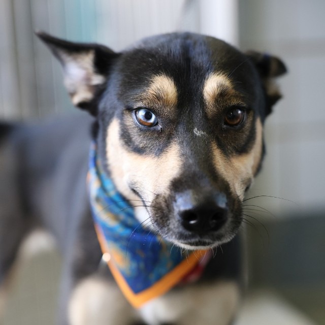 Happy, a Husky (mix breed), available for adoption