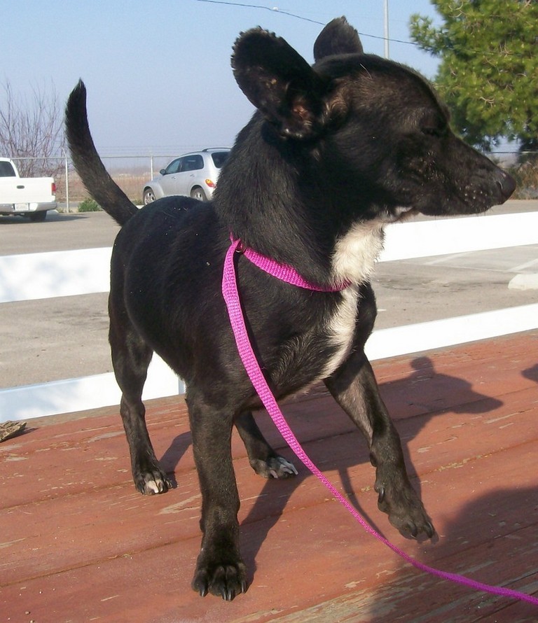 Main Photo of this Dog