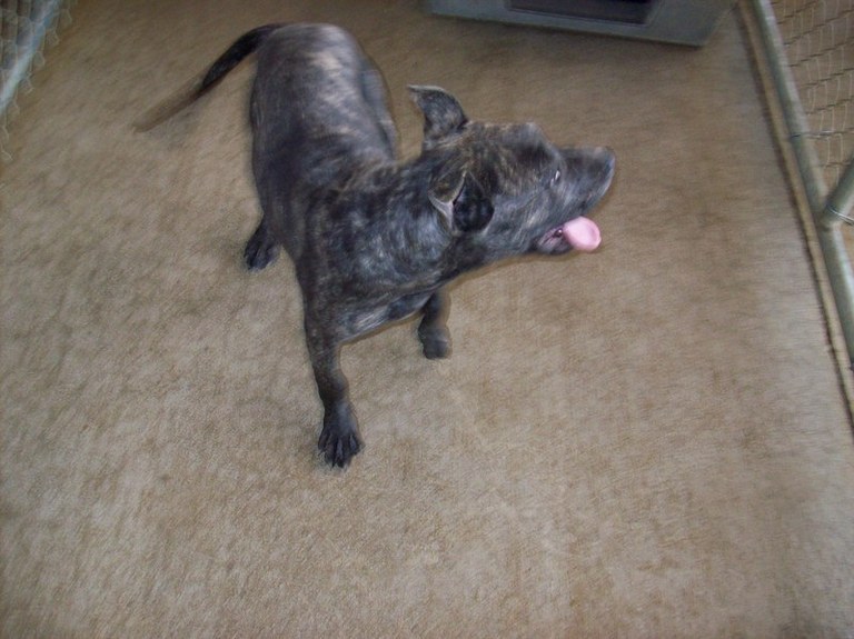 Other Photos of thie Dog