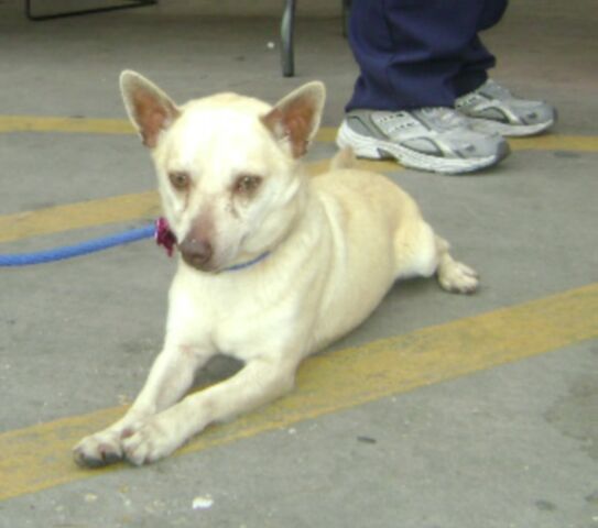 Other Photos of thie Dog