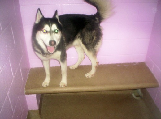 Other Photos of thie Dog