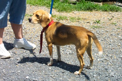 Other Photos of thie Dog