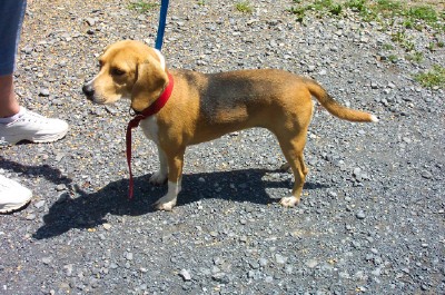 Other Photos of thie Dog