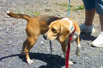 Other Photos of thie Dog