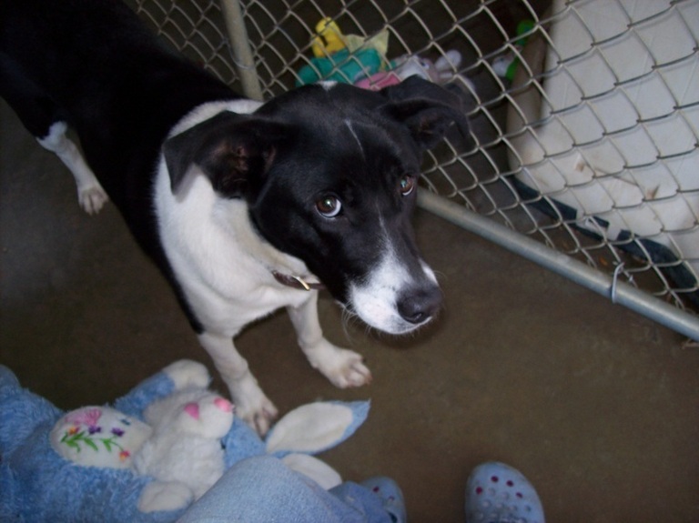 Other Photos of thie Dog