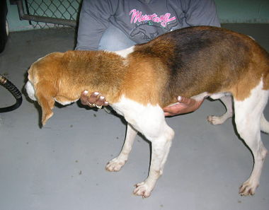 Other Photos of thie Dog