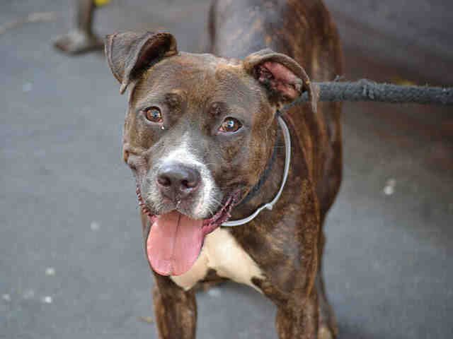 Main Photo of this Dog