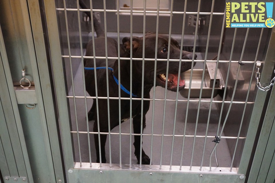Other Photos of thie Dog