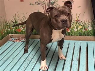 Main Photo of this Dog
