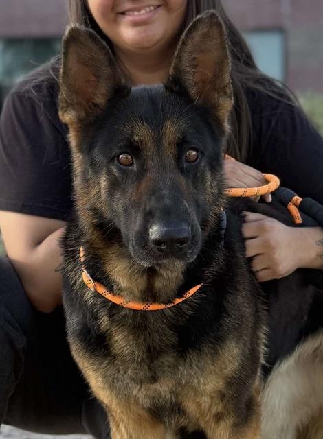 DogInDanger of Being Killed