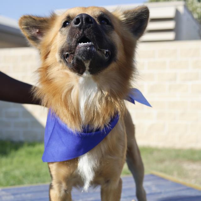 Main Photo of this Dog
