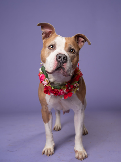 Victoria5, a Terrier, available for adoption