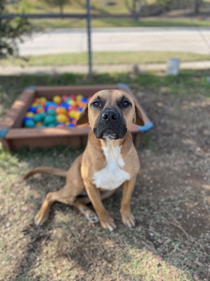 Marley, a Boxer, available for adoption