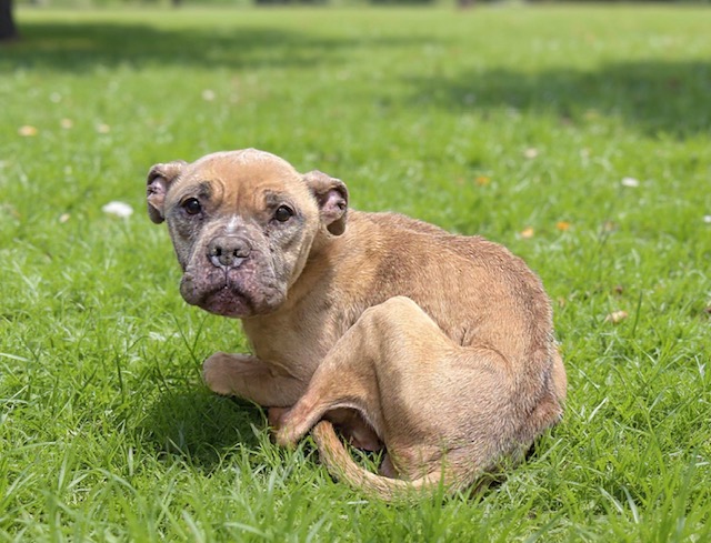 Other Photos of thie Dog