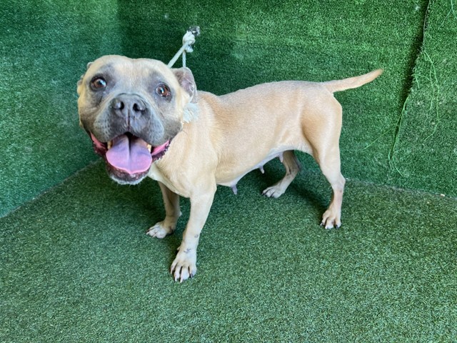 Buttercup, a Pit Bull Terrier, available for adoption