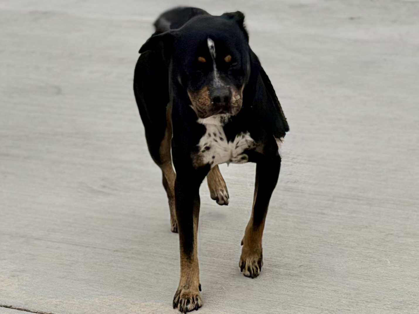 Other Photos of thie Dog