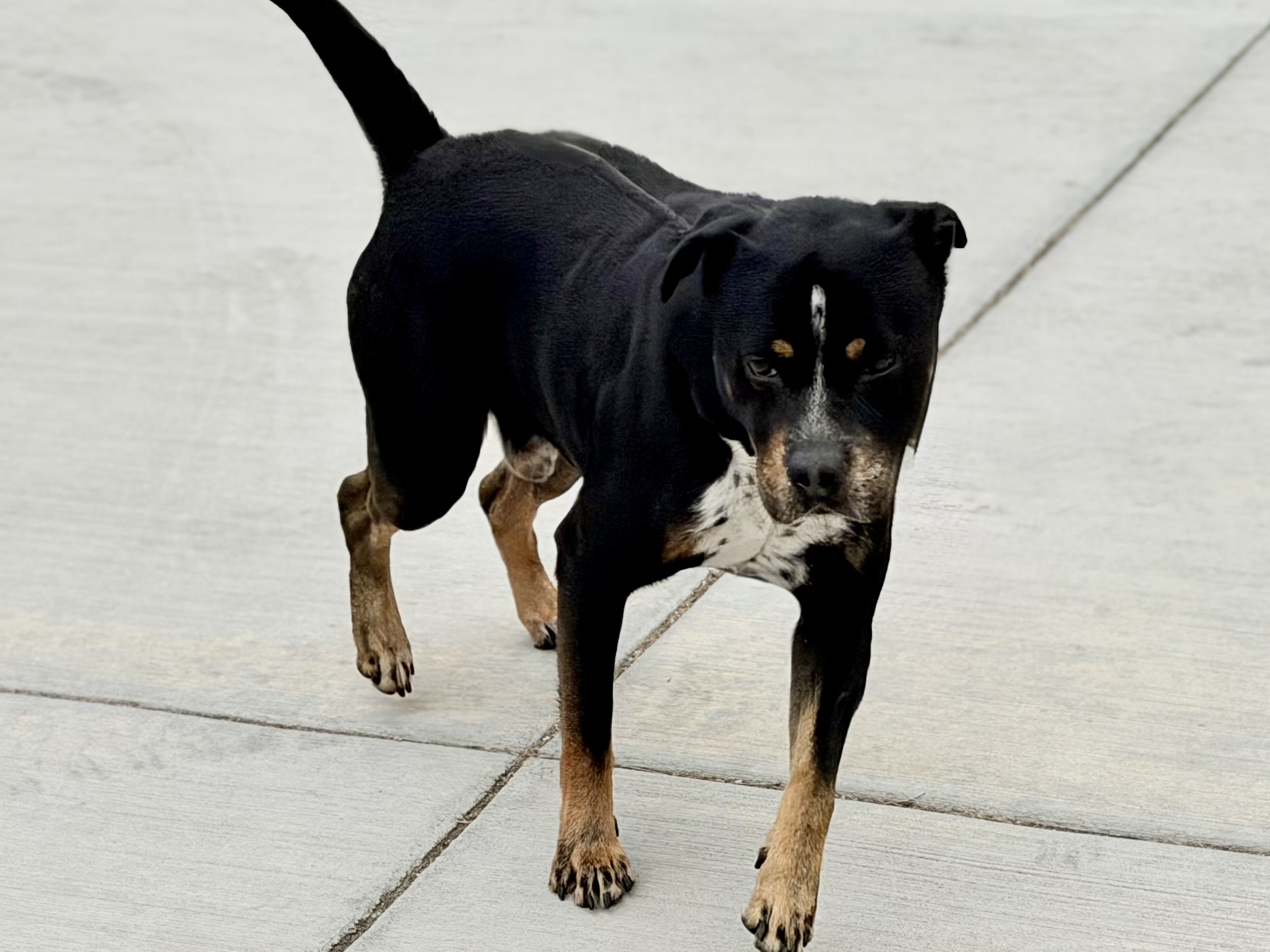 Other Photos of thie Dog