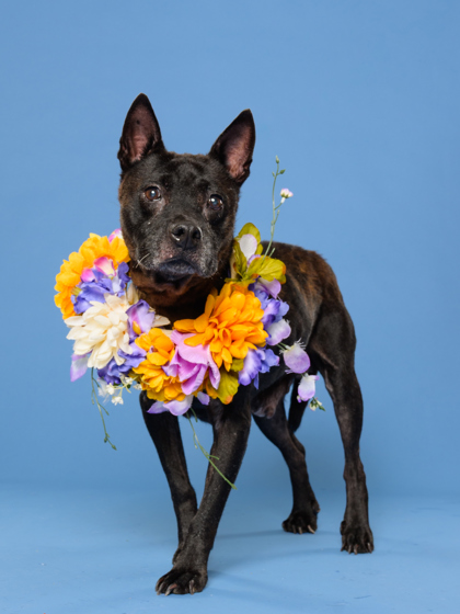 Cherry4, a Black Labrador Retriever, available for adoption