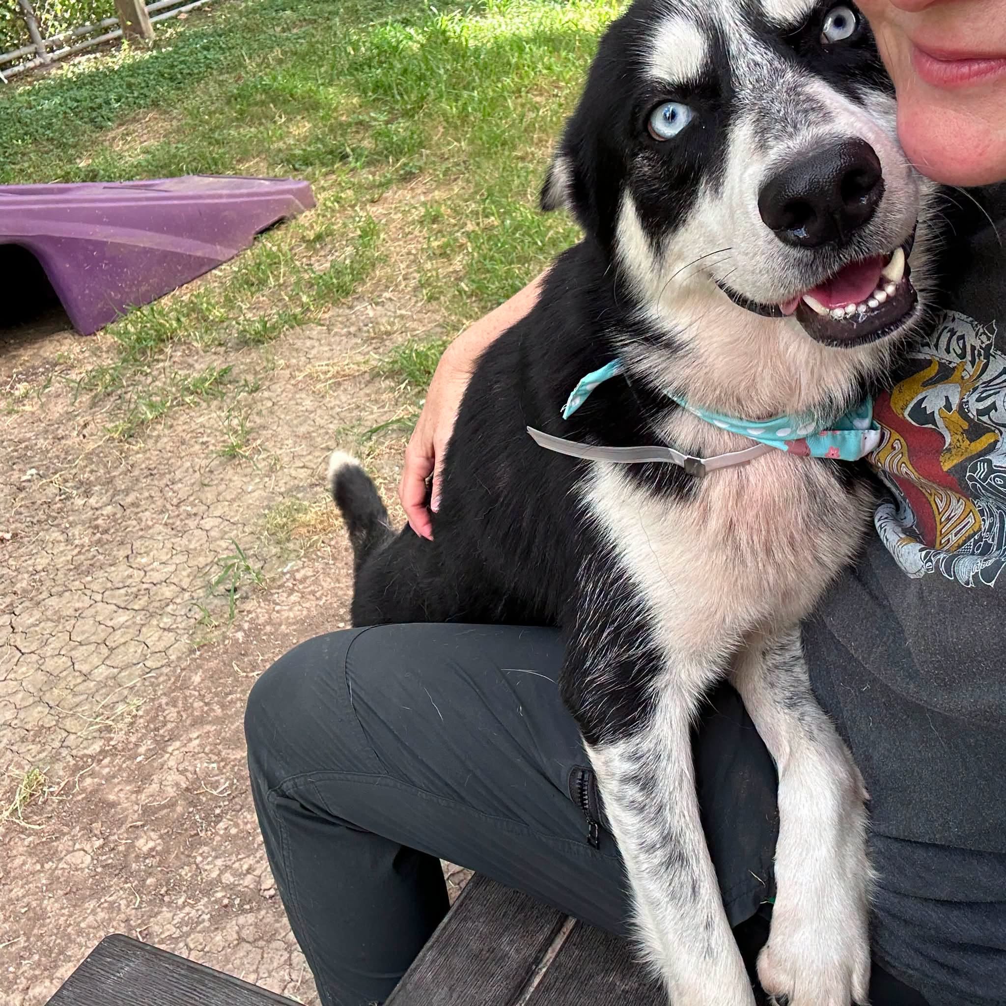 Other Photos of thie Dog