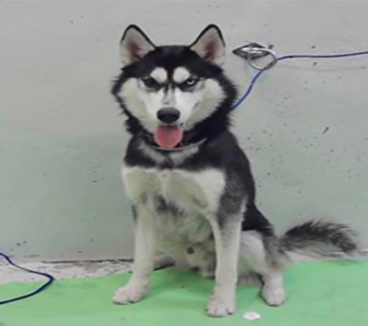 Other Photos of thie Dog