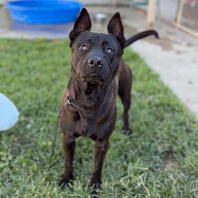 Adoptable pet photo