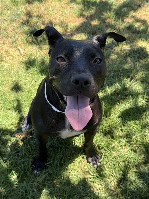 Jojo, a Pit Bull Terrier, available for adoption