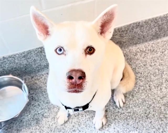 Icee, a Husky, available for adoption