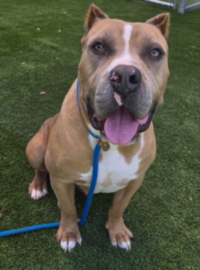 Radar, a Pit Bull Terrier, available for adoption