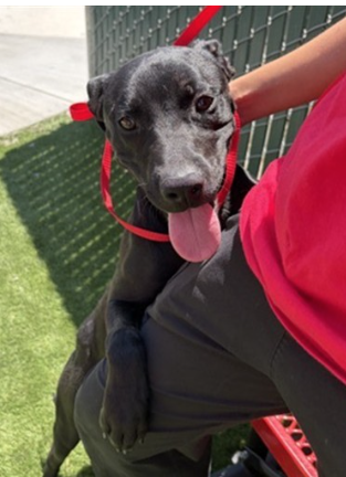 Baloo, a Labrador Retriever, available for adoption