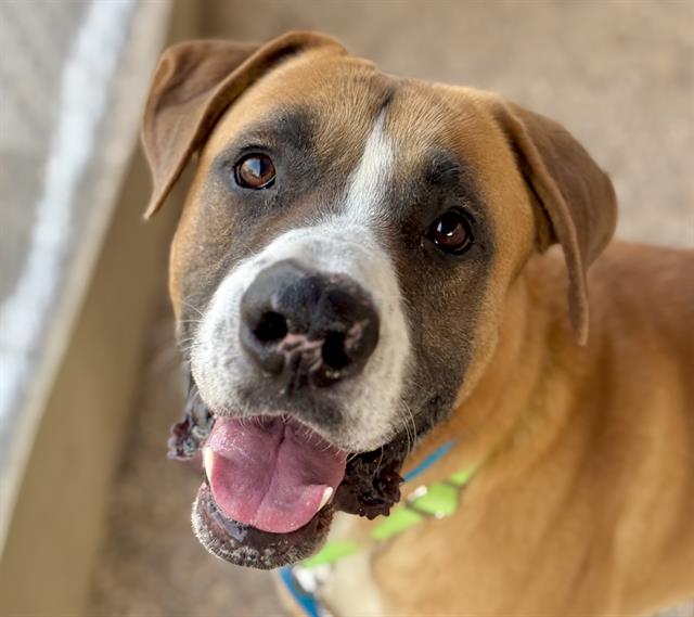 Petrie, a Saint Bernard St. Bernard, available for adoption