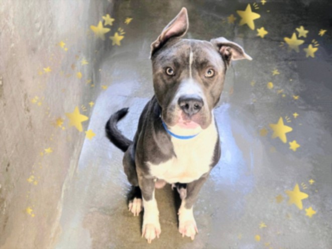 Ellis, a Pit Bull Terrier, available for adoption