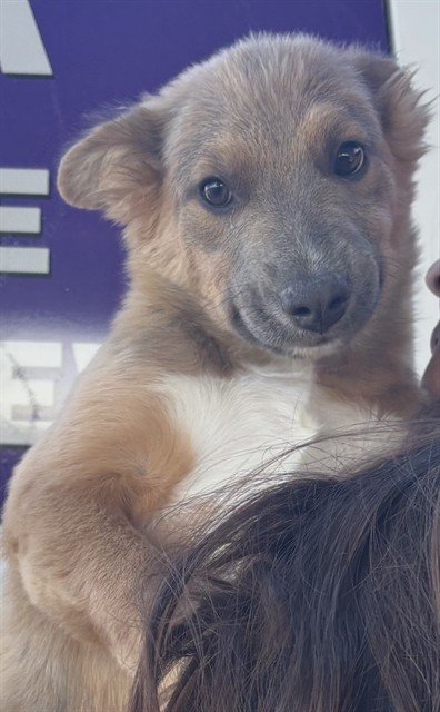 Lyra, a German Shepherd, available for adoption