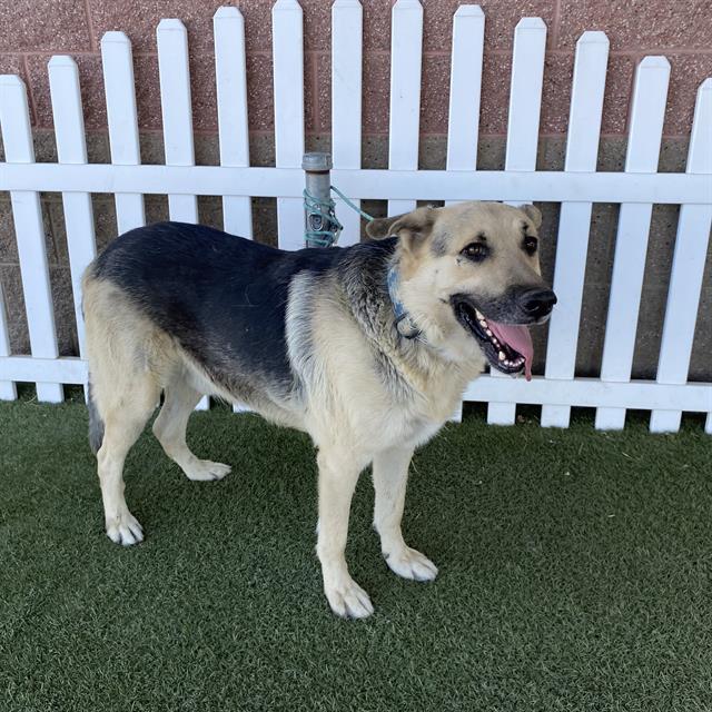 Dodge, a German Shepherd, available for adoption
